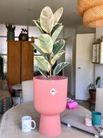Ficus Tineke Variegata in grote Elho Vibes pot, Ficus, In pot, Minder dan 100 cm, Halfschaduw