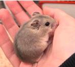 Jonge tamme chinese dwerghamsters ( rechtstreeks v/d Fokker, Hamster, Vrouwelijk, Januari, Tam