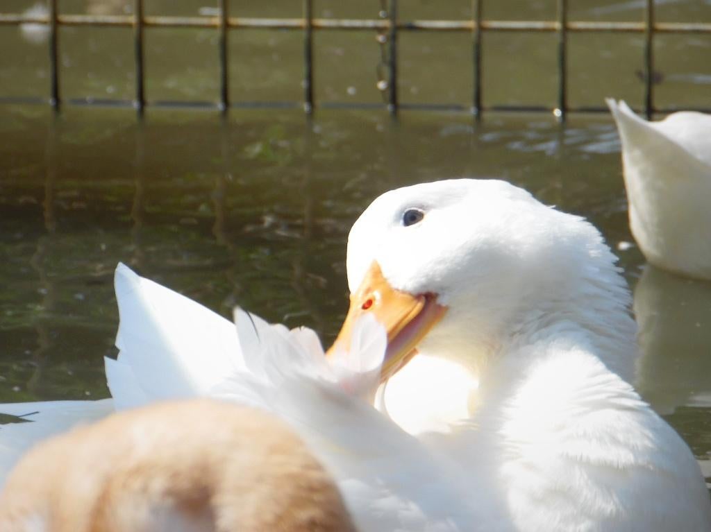 Pekingeend | Gezonde siereenden | Passend advies, Meerdere dieren, Eend