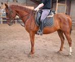 Superbrave 6+13 jr ruinen(recreatie-manege-buitenrit), Ruin, 160 tot 165 cm, Recreatiepaard, Met stamboom