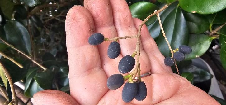 Decoratieve takken, Tuin en Terras, Planten | Fruitbomen, Overige soorten, Minder dan 100 cm, Zomer, Ophalen