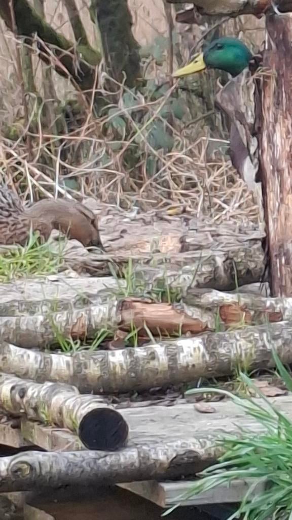 Vogelkijkhut Waterrijk Etten gld., Dieren en Toebehoren, Mannelijk