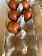 Broedeieren Marans kippen, Geslacht onbekend, Kip