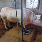 runderen, Dieren en Toebehoren, Runderen, Vrouwelijk, 3 tot 6 jaar