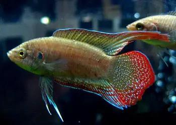 Chinese paradijsvis Koudwater aquarium of in de vijver, Dieren en Toebehoren, Vissen | Aquariumvissen, Vis