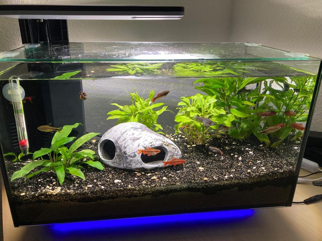 Z.g.a.n superfish aquarium quadro multi colour 40., Dieren en Toebehoren, Vissen | Aquaria en Toebehoren, Zo goed als nieuw, Leeg aquarium