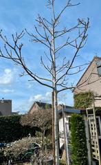 Notenboom te koop, Ophalen, Volle zon, Overige soorten, 400 cm of meer