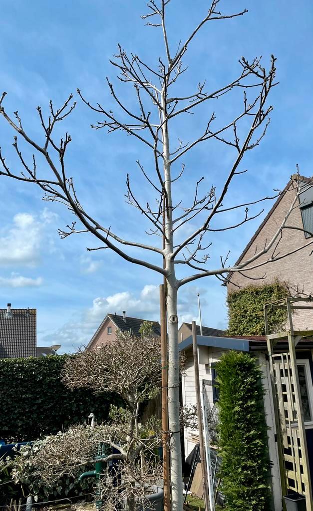 Notenboom te koop, Tuin en Terras, Planten | Bomen, Overige soorten, 400 cm of meer, Volle zon, Ophalen