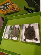 Opgezette schildpadjes de groei taxidermie opgezette dieren, Ophalen of Verzenden, Nieuw, Vogel, Opgezet dier