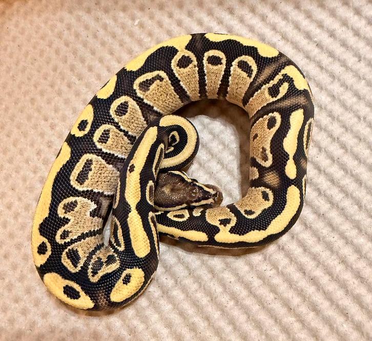 Ballpython Ball Python - unknown for sale from A.