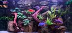 Groot Aquarium 130x65x50 (BHD), Ophalen, Gebruikt, Leeg aquarium