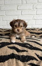 Boompoo pups, boomer x toy poedel, Parvo, Nederland, Overige rassen, 8 tot 15 weken