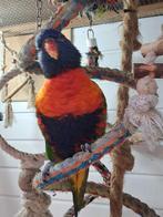 Lori, Dieren en Toebehoren, Geslacht onbekend, Papegaai