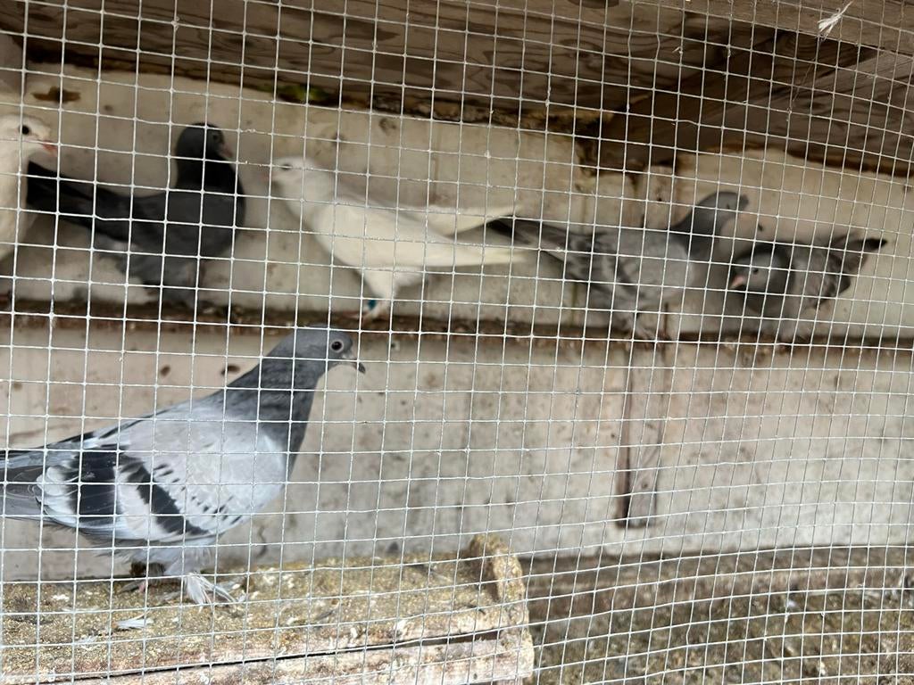 Te koop takla duiven Een cadeau voor niew beginners..!, Dieren en Toebehoren, Meerdere dieren, Overige soorten