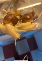 Gezocht : agaatslakken, Dieren en Toebehoren, Ophalen of Verzenden