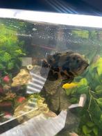 Pauw oog cichlide, Vis