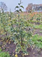 Celtis australis/ Europese netelboom, Ophalen, Bloeit niet, Halfschaduw, Overige soorten
