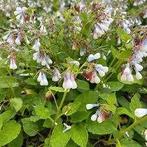 Symphytum grandiflorum (Smeerwortel), Bodembedekkers, Vaste plant, Ophalen of Verzenden, Halfschaduw