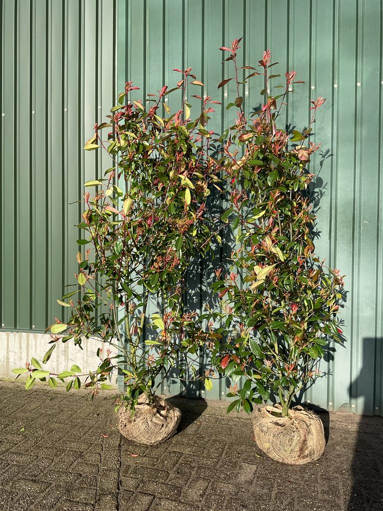 Goed vertakte glansmispels photinia red Robin., Tuin en Terras, Ophalen of Verzenden, Conifeer, 100 tot 250 cm