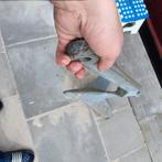 ploeg anker 16 kg in goede staat, Watersport en Boten, Ophalen of Verzenden, Ankeren en Afmeren, Zeilboot of Motorboot