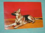 23) Kleuren ansichtkaart  Duitse Herder Hond, Ophalen of Verzenden, 1980 tot heden, Gelopen, Hond of Kat