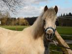 Fewspot appaloosa jaarling hengst, Merrie, A pony (tot 1.17m), 3 tot 6 jaar