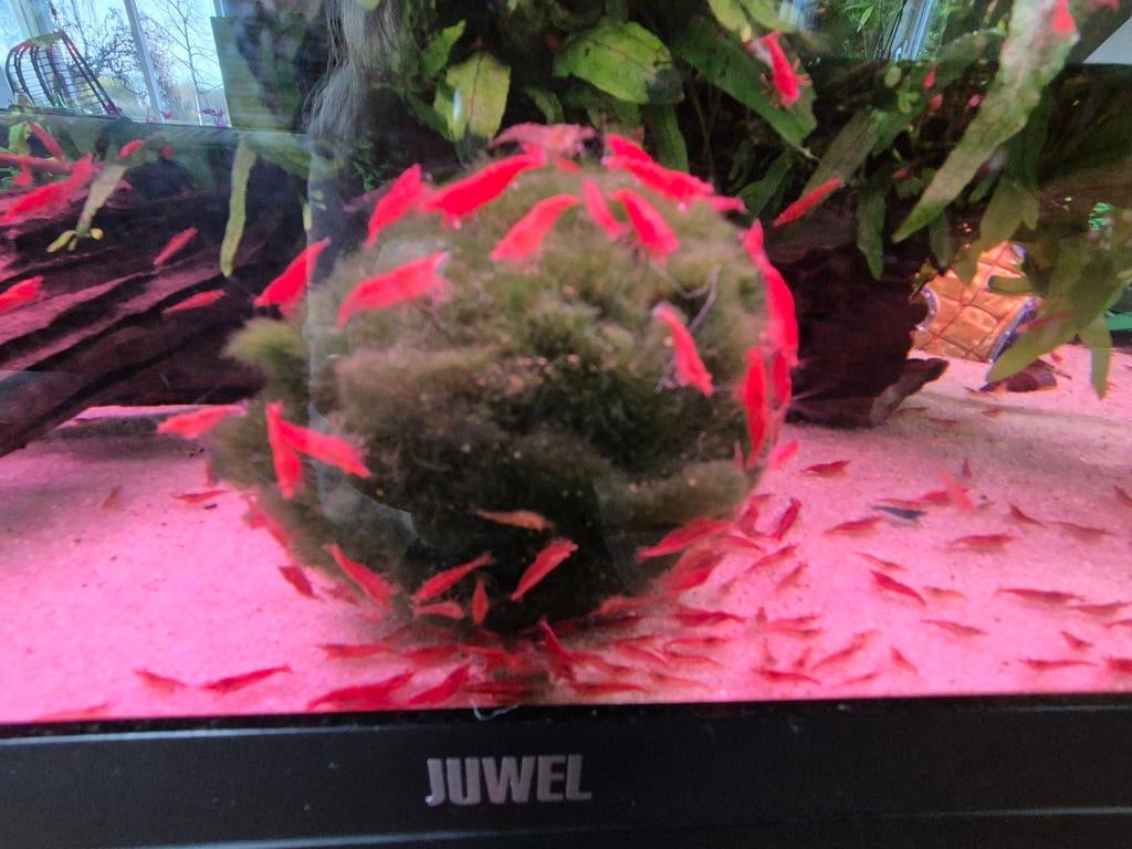 Vuurgarnalen, Dieren en Toebehoren, Ophalen, Nieuw, Overige typen