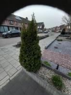 2 Mooie coniferen, Tuin en Terras, Planten | Struiken en Hagen, Ophalen, Conifeer, 100 tot 250 cm
