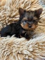 Yorkshire pupjes, Parvo, België, Overige rassen, 8 tot 15 weken