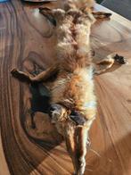 Mooi opgezette vossenhuid, Ophalen of Verzenden, Zo goed als nieuw, Opgezet dier