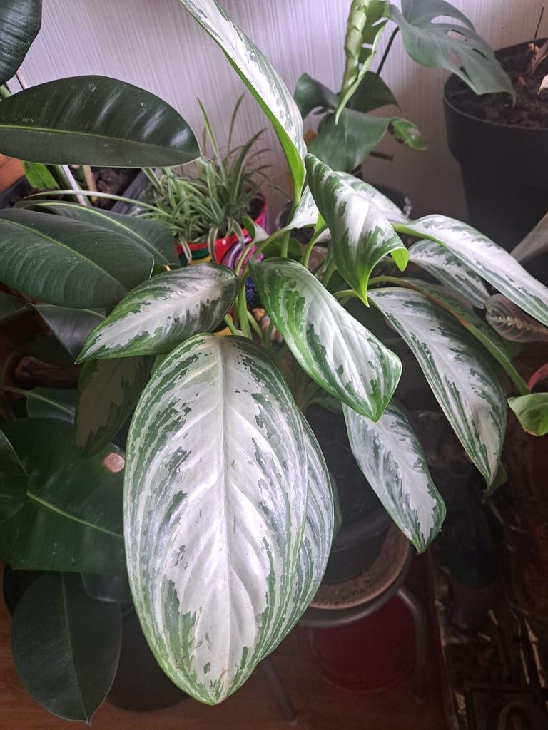 Aglaonema 'Silver Bay' - Prachtige Groene Kamerplant, Overige soorten, In pot, Minder dan 100 cm, Groene kamerplant