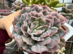 Echeveria seersucker skirt/pot 10cm/vetplant/succulent, Ophalen of Verzenden, Halfschaduw, Minder dan 100 cm
