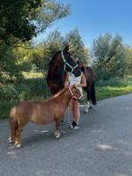 Ondeugende lieve shetlander, Dieren en Toebehoren, Pony's