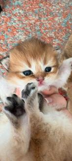 Schattige Britse kittens, Kater