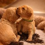 Labradoodles, Overige rassen, 8 tot 15 weken, Meerdere, Meerdere dieren
