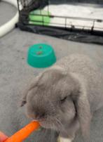 Hangoor konijn jong, Mannelijk, Hangoor