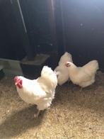 Wyandotte wit, Dieren en Toebehoren, Pluimvee, Meerdere dieren, Kip