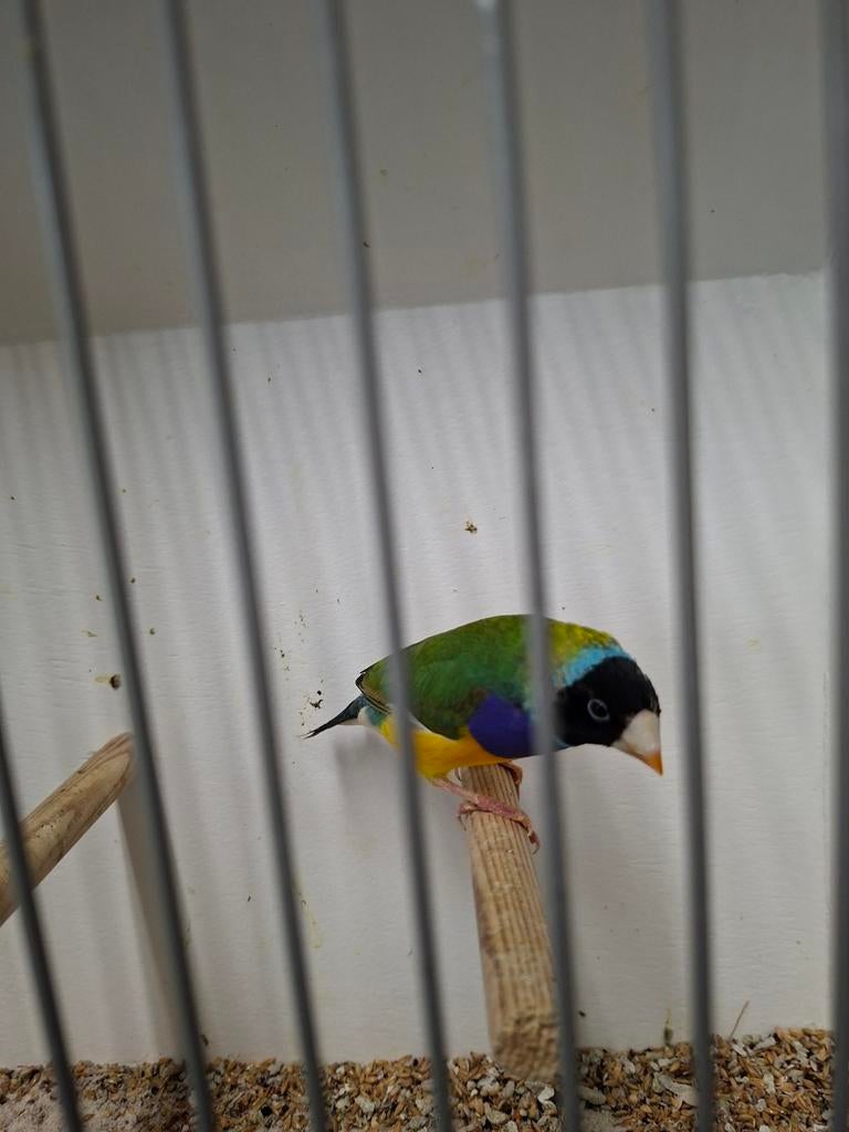 Gould amadine, Mannelijk, Geringd