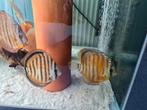 Paraconi Yellow Wild Cross Discus, Sympysodon Discus, Dieren en Toebehoren, Vissen | Aquariumvissen, Vis, Zoetwatervis