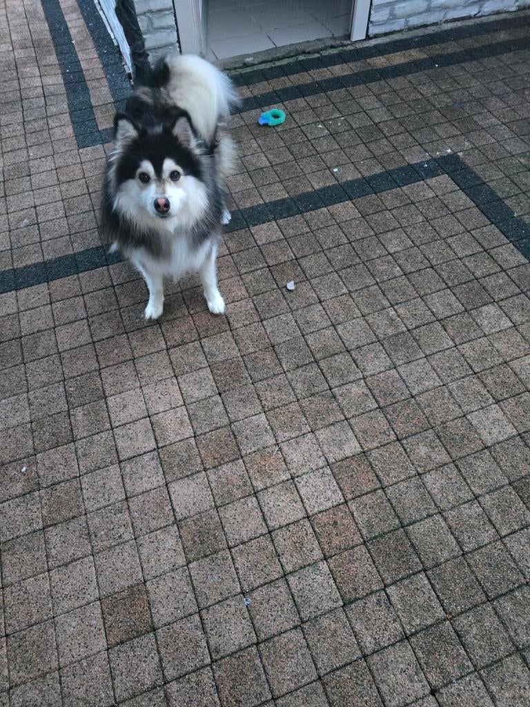 Pomsky pup/hond tekoop, Dieren en Toebehoren, Honden | Poolhonden, Keeshonden en Oertypen, 15 weken tot 1 jaar, Parvo, Eén hond