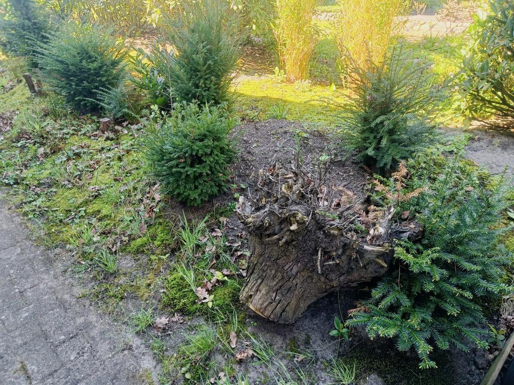 Taxus 8x, Ophalen, Taxus