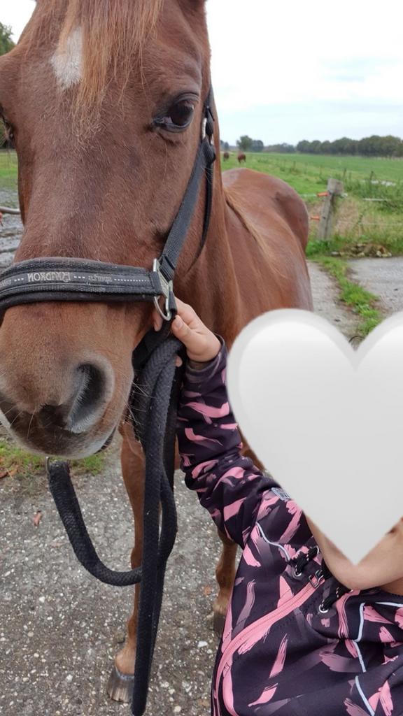 Ik zoek een verzorg paard/pony, Ophalen, Zo goed als nieuw