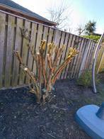 Openhaard hout GRATIS, Ophalen, Halfschaduw, Overige soorten, 100 tot 250 cm