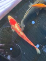 Koi vissen, Karper of Koi