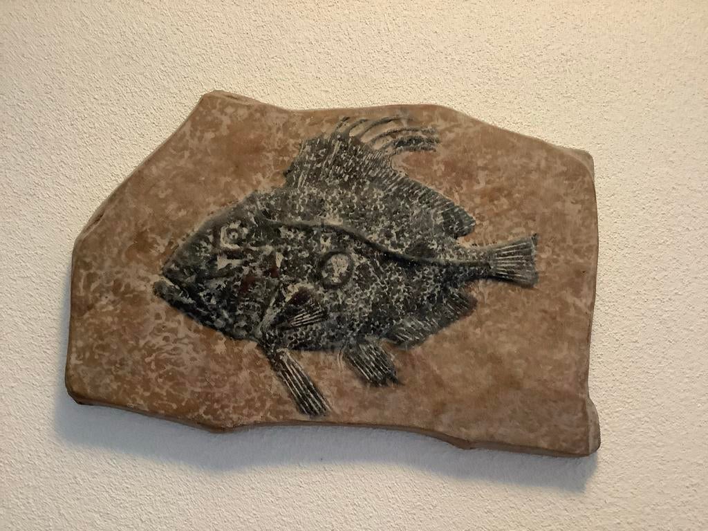 Fossiel van een vis nep, Verzamelen, Mineralen en Fossielen, Ophalen, Fossiel