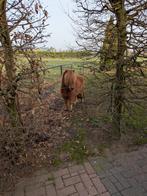 Prachtige pony, merrie. Super mak! 4 jaar. Shetlander, Dieren en Toebehoren, Pony's, Merrie, Niet van toepassing, A pony (tot 1.17m)
