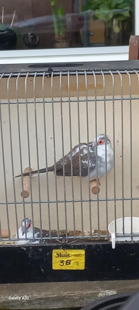 Mooie Bonte Diamantduiven, Meerdere dieren