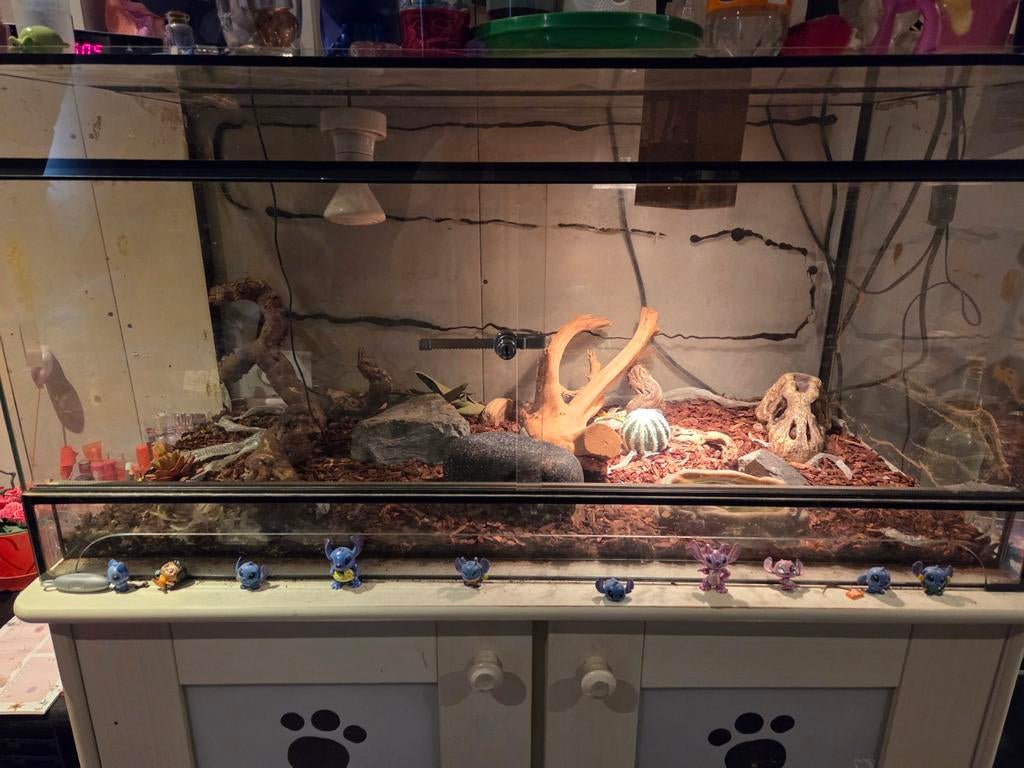 Terrarium met slangen, Dieren en Toebehoren, Reptielen en Amfibieën | Toebehoren, Ophalen, Gebruikt, Terrarium of Paludarium