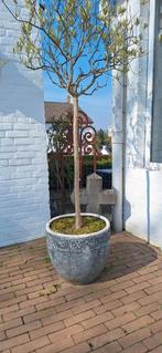 Stenen bloemenpot, Ophalen, Rond, Steen, Minder dan 30 cm