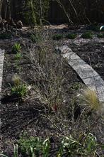 Kruisbes struiken 10 euro per stuk, Ophalen, Overige soorten, Struik, Minder dan 100 cm